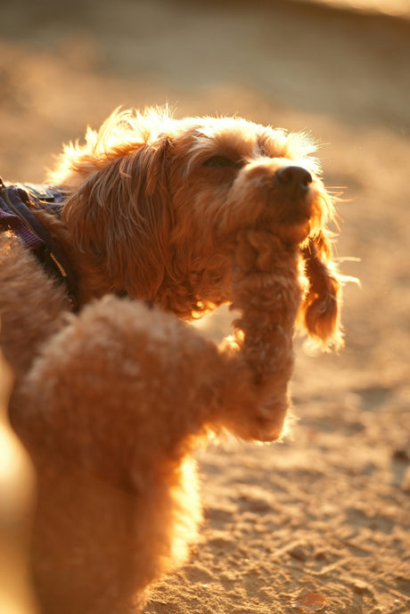 The Itching Isn't Normal: Why More Dogs Are Living With Allergies
