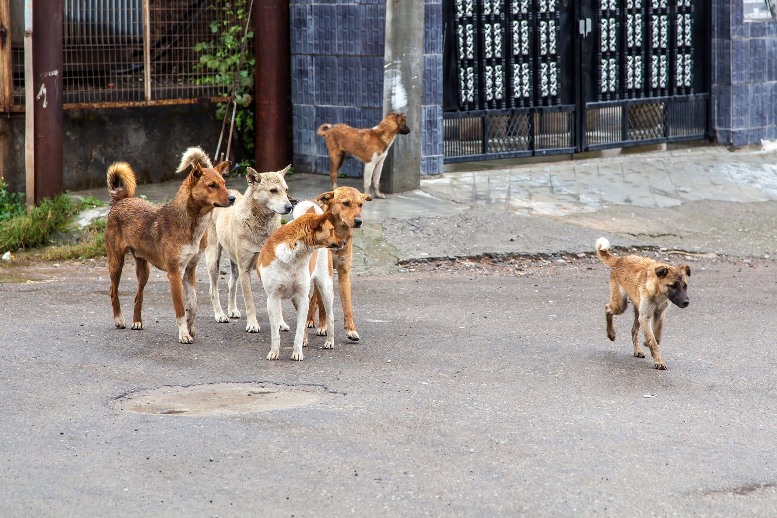 Auckland Council calls for overhaul of national dog control laws