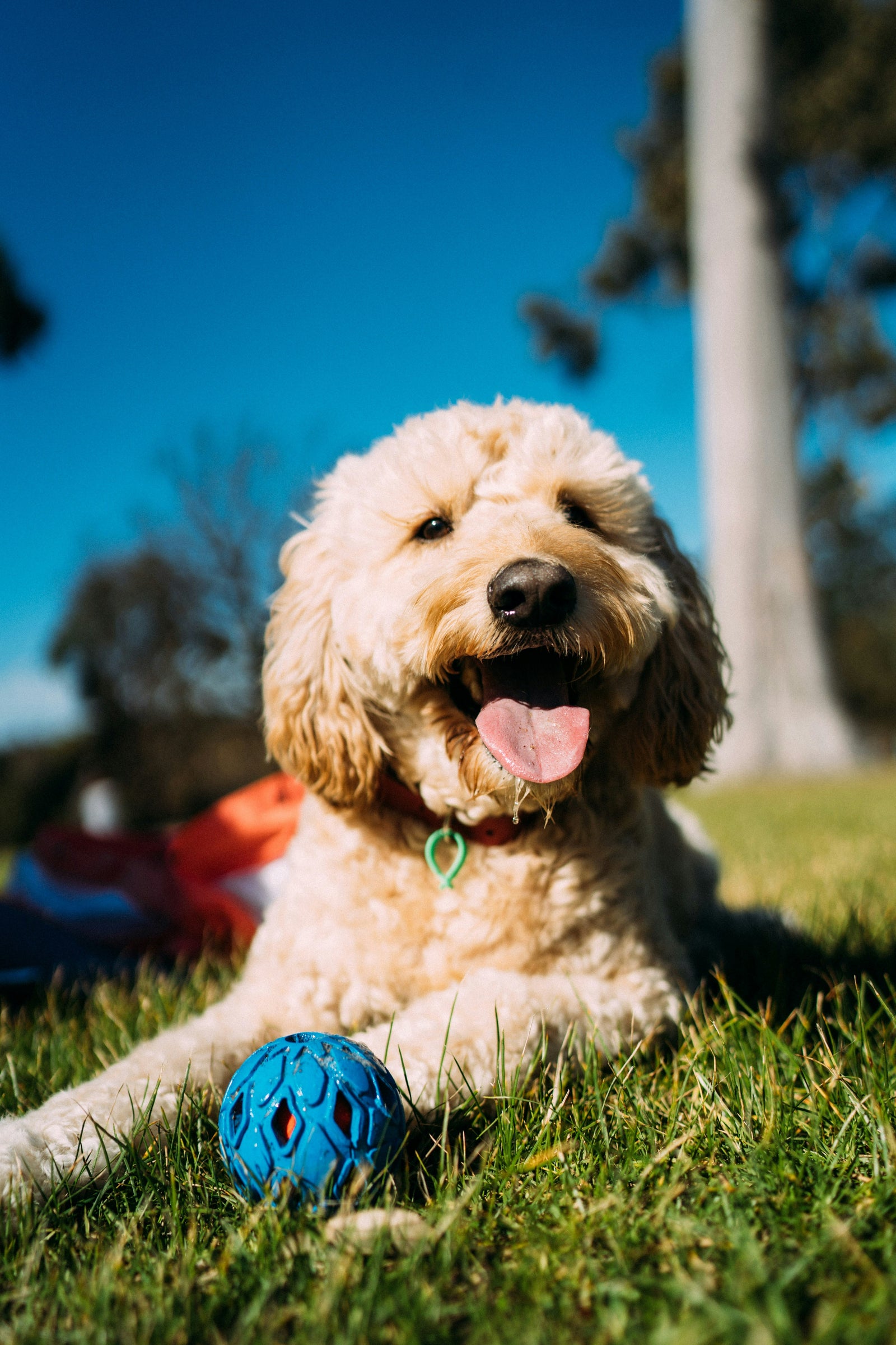 Is That Your Accountant… or Your Labrador?