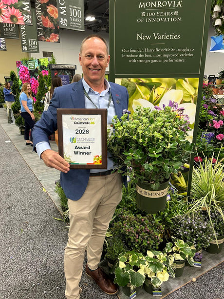 Kiwi Native Takes the World Stage: Pittosporum ‘Pot Belly’ Wins Major USA Retailers’ Choice Award
