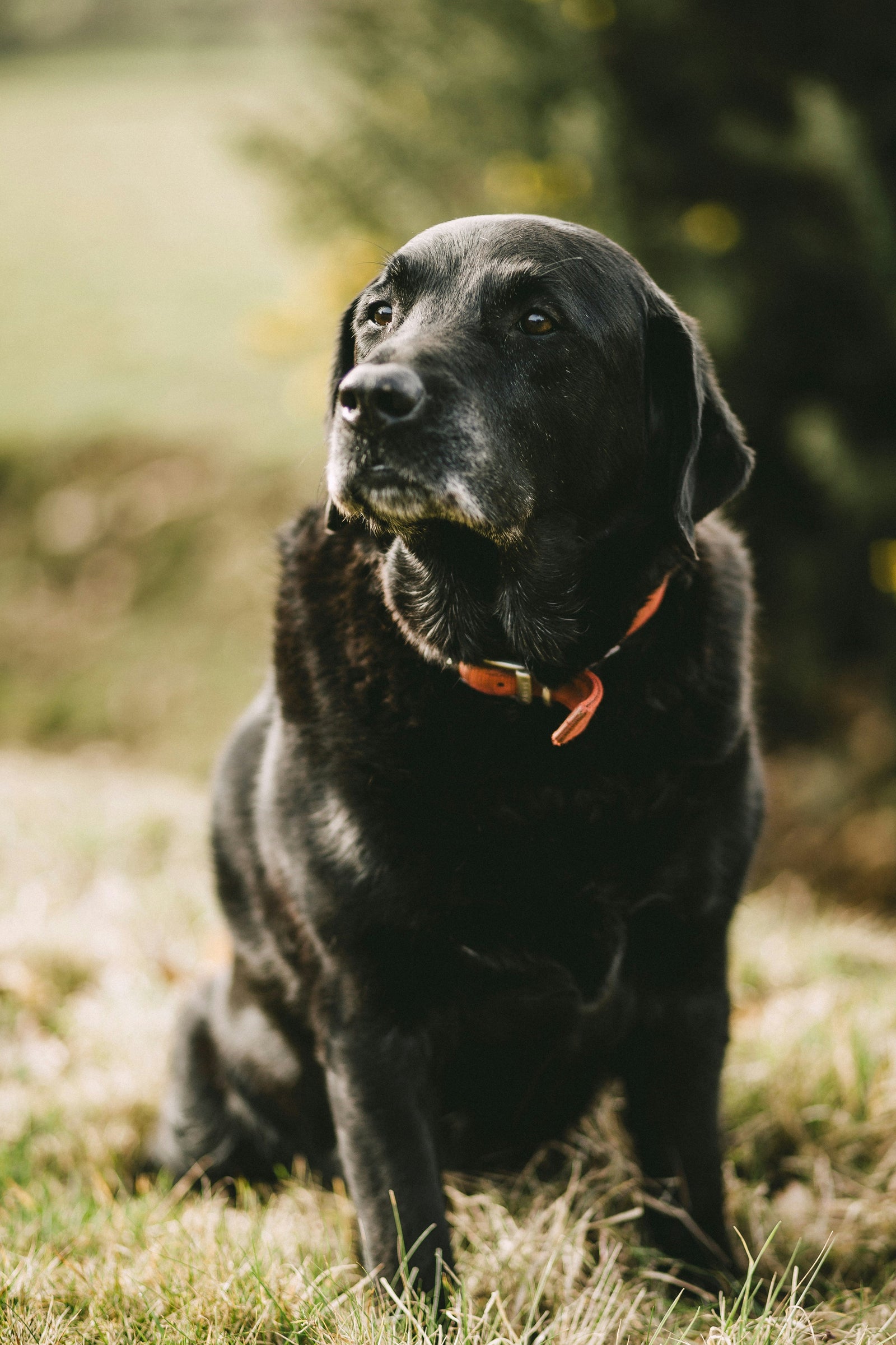 Your Dog Isn't "Just Getting Old"