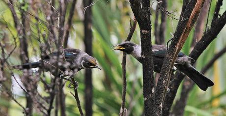 p102 Juvenile tuis