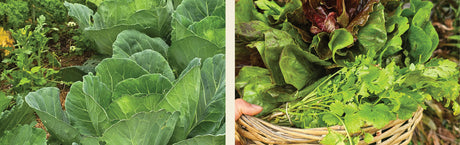 News from Kelmarna Community Farm