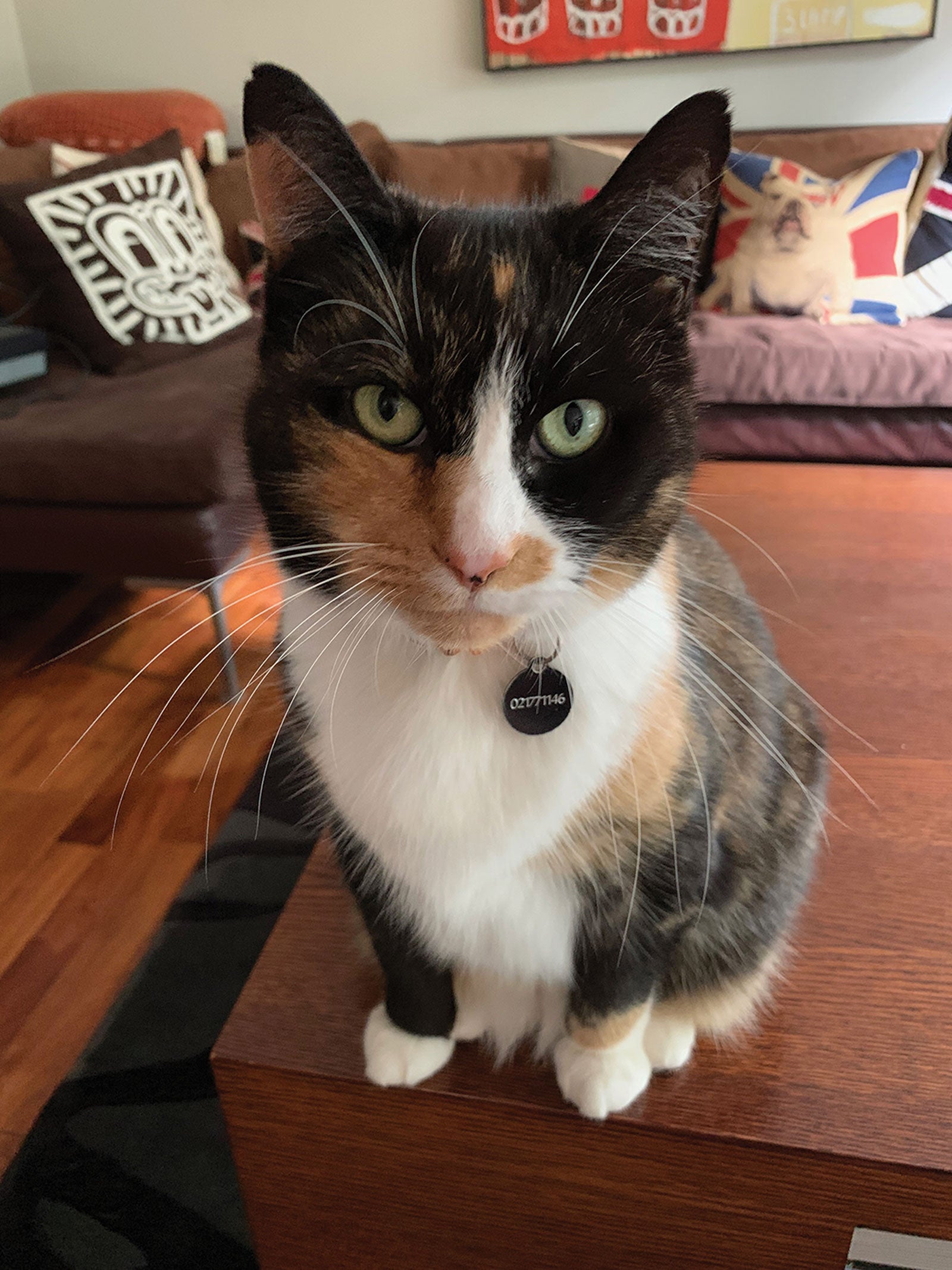 FREYA – The Ponsonby News Cat