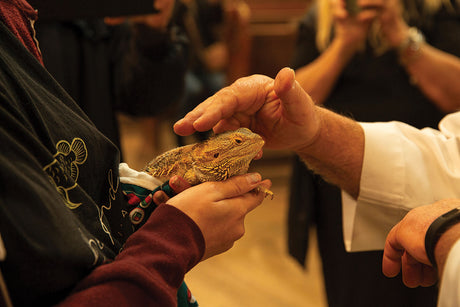 Blessing of the animals at St Matthew in-the-City