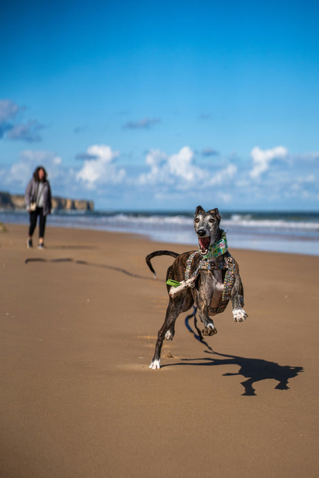 Australia’s Most Accident-Prone Dog Breeds Revealed