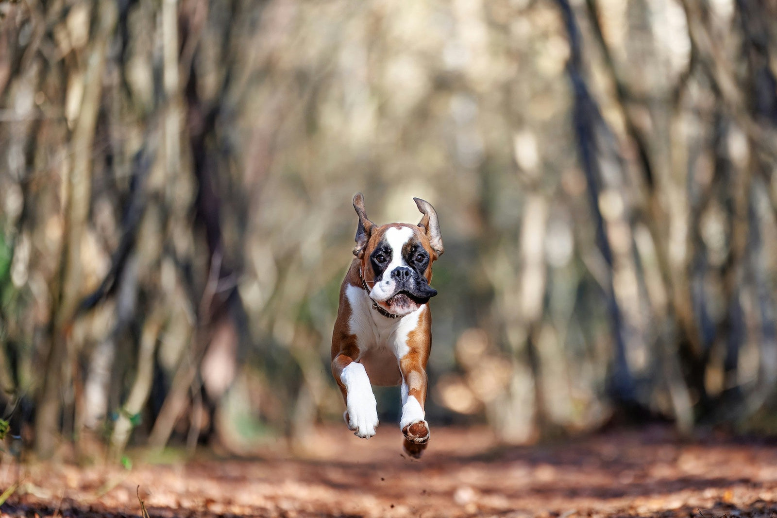 Paralysis Tick Risk Continues Into Autumn as Pet Owners Drop Their Guard