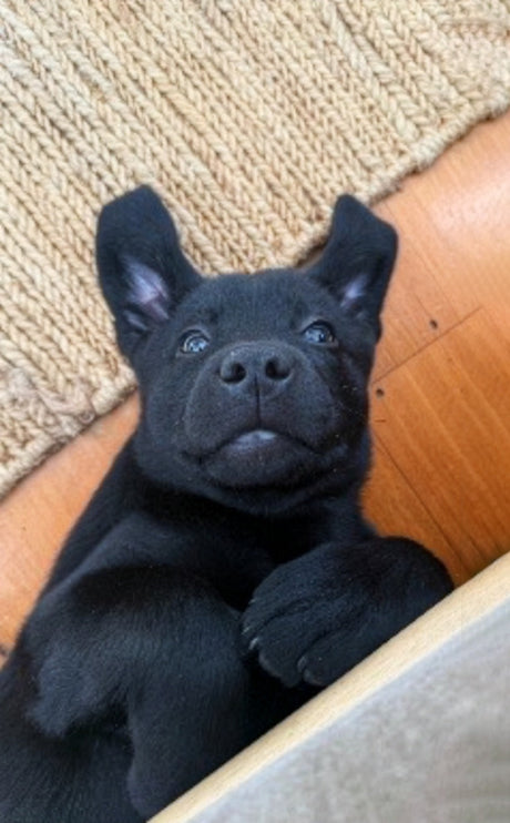 Residential Tenancies Amendment Act 2024 – Pets