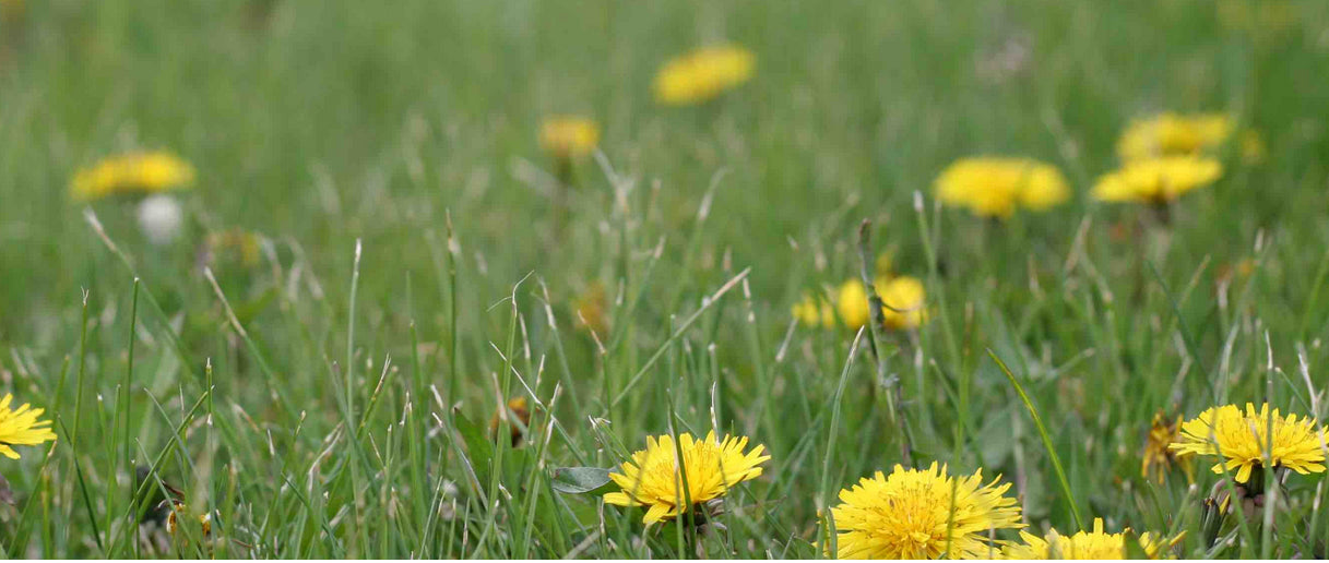 weeds