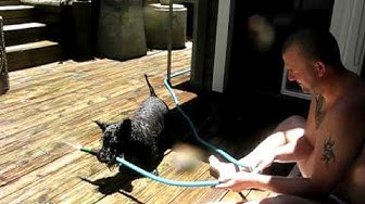 Tiger, the Scottish Terrier cools down with the hose again!