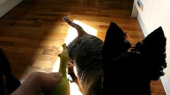 Part 2 - Jack and Tiger, two Scottish Terrier 'Monkeys' love a banana!