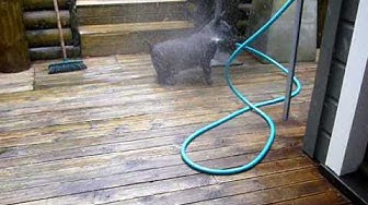 Tiger, a naughty Scottish Terrier, plays with the hose