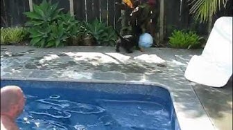 Jack, the scottie enjoys an afternoon play and swim! Part 1.